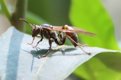 Mischocyttarus mexicanus