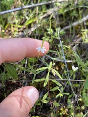Meconella denticulata