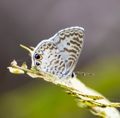 Leptotes cassius theonus