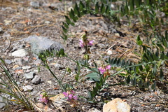 Lathyrus jepsonii californicus