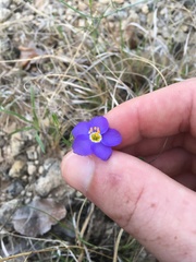 Giliastrum rigidulum