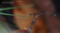 Amphicnemis gracilis