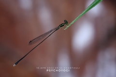 Amphicnemis gracilis