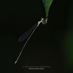 Amphicnemis gracilis