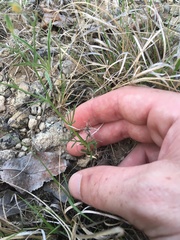 Giliastrum rigidulum