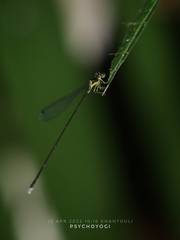 Amphicnemis gracilis