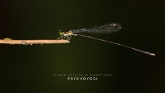 Amphicnemis gracilis