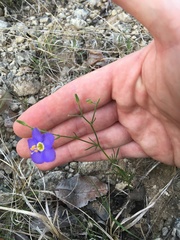 Giliastrum rigidulum