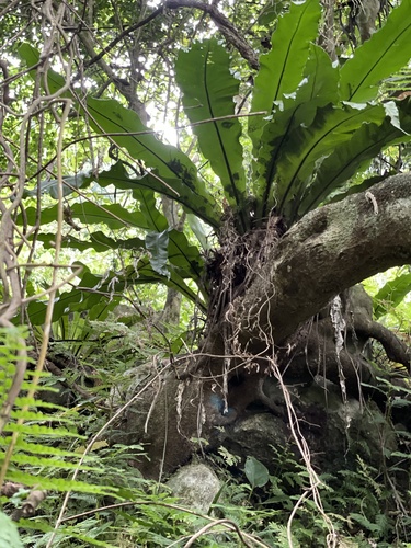 Asplenium setoi iNat (2)