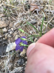 Giliastrum rigidulum