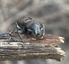 Amycterus tomentosus