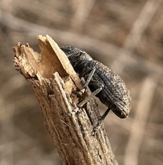 Amycterus tomentosus