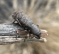 Amycterus tomentosus