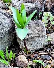 Fritillaria affinis