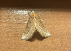 Phyprosopus callitrichoides