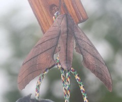 Marumba cristata titan
