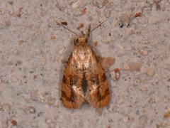 Cochylis bucera