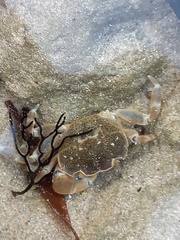 Paragrapsus quadridentatus