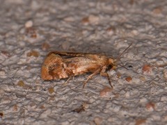 Cochylis bucera