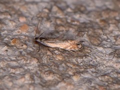 Battaristis concinnusella