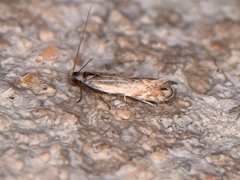 Battaristis concinnusella