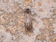 Battaristis concinnusella