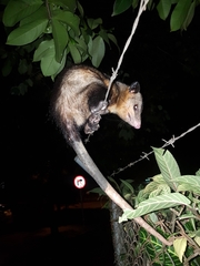 Didelphis marsupialis
