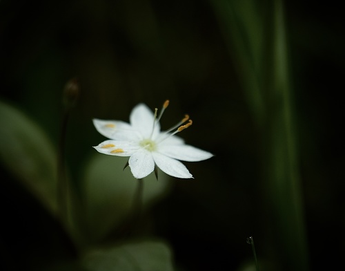 Arctic Starflower
