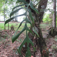 Monstera gracilis