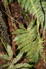 Chironius grandisquamis