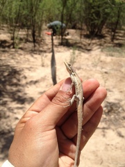 Urosaurus graciosus