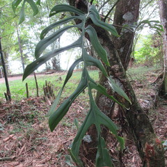Monstera gracilis