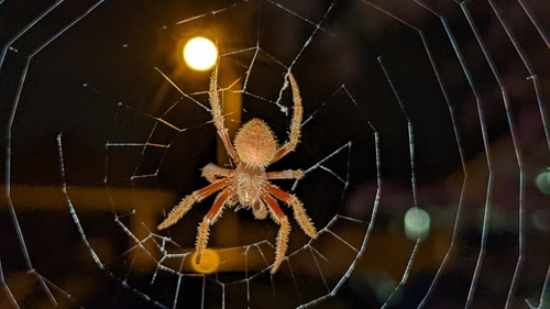 Photo of Tropical Orbweaver (Eriophora ravilla)