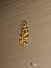 Phaecasiophora niveiguttana