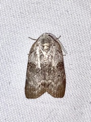 Polygrammate cadburyi