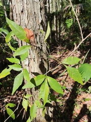 Thouinia paucidentata