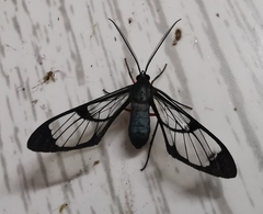 Mesothen caeruleicorpus