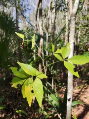 Thouinia paucidentata