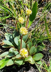 Micranthes aprica