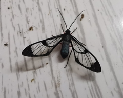 Mesothen caeruleicorpus