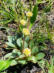 Micranthes aprica