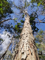 Thouinia paucidentata