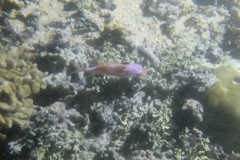 Neoniphon sammara