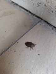 Coleotichus excellens