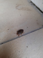 Coleotichus excellens