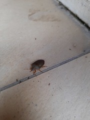 Coleotichus excellens