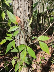 Thouinia paucidentata