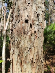 Thouinia paucidentata