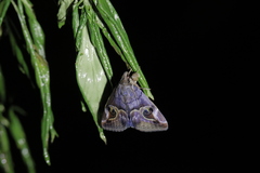 Ommatophora luminosa
