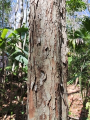 Thouinia paucidentata